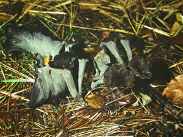 Craterellus cornucopeoides, a group in various stages of growth in normal habitat.